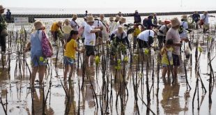 Toyota plants mangrove forests for the 17th year